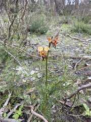 Diuris orientis