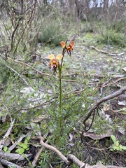 Diuris orientis