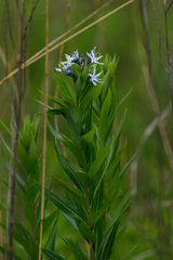 Amsonia repens