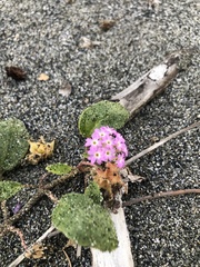 Abronia umbellata breviflora