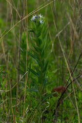 Amsonia repens