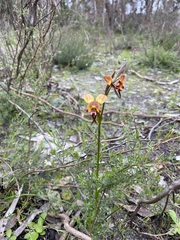 Diuris orientis