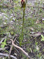 Diuris orientis
