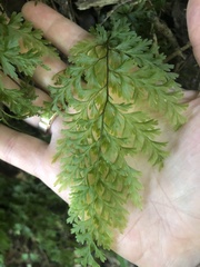 Hymenophyllum demissum