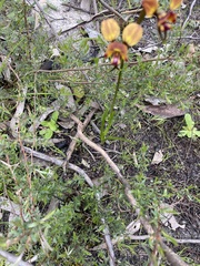 Diuris orientis