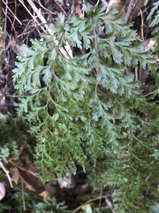 Hymenophyllum demissum