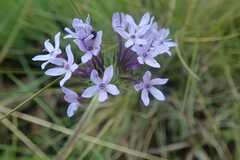 Pentanisia prunelloides