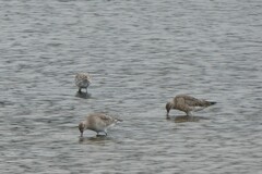 Limosa lapponica baueri