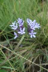 Pentanisia prunelloides