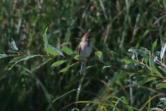 Emberiza schoeniclus