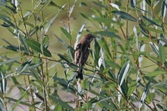 Emberiza schoeniclus