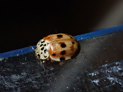 Harmonia quadripunctata