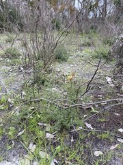 Diuris orientis