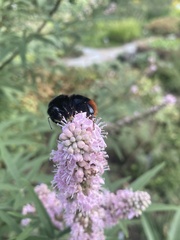 Bombus lapidarius