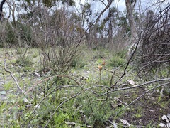 Diuris orientis