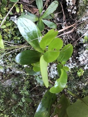 Griselinia lucida