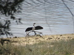 Microcarbo melanoleucos