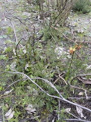 Diuris orientis