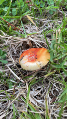 Amanita xanthocephala
