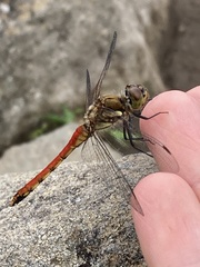 Sympetrum frequens
