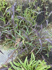 Echinochloa colona