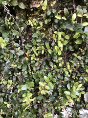 Metrosideros diffusa