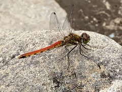 Sympetrum frequens