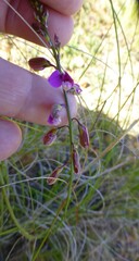 Polygala garcinii