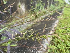 Echinochloa colona