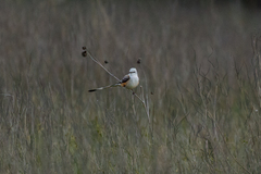 Tyrannus forficatus