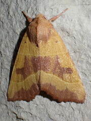 Atethmia centrago