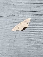 Idaea aversata