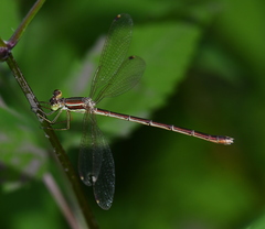 Lestes barbarus