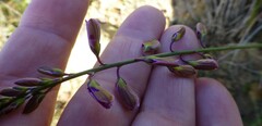 Polygala garcinii