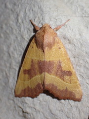 Atethmia centrago