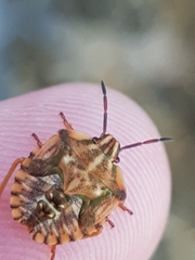 Carpocoris mediterraneus atlanticus