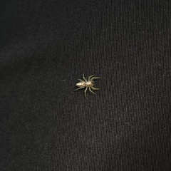 Epocilla