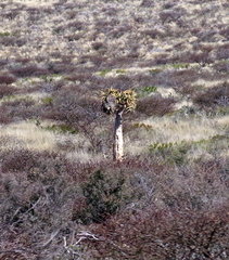 Aloidendron dichotomum