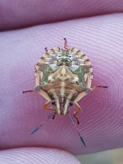 Carpocoris mediterraneus atlanticus