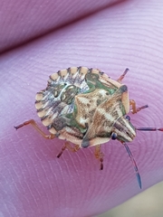 Carpocoris mediterraneus atlanticus