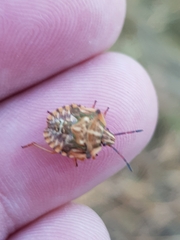 Carpocoris mediterraneus atlanticus