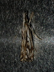 Catoptria falsella