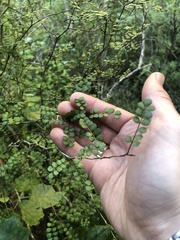 Sophora microphylla