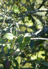 Sideroxylon inerme inerme