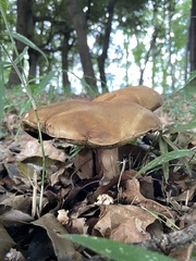 Boletaceae