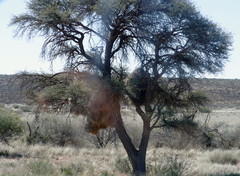 Vachellia erioloba