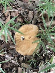 Boletaceae
