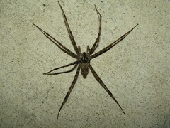 Dolomedes albineus