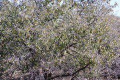 Ziziphus mucronata