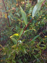 Salix rorida